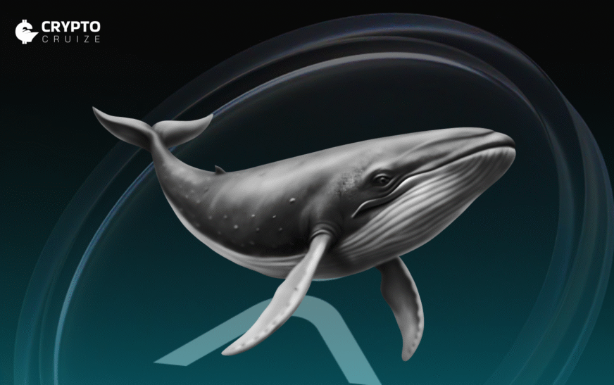 XRP Set for 60% Surge as Rare Pattern and Whale Activity Align
